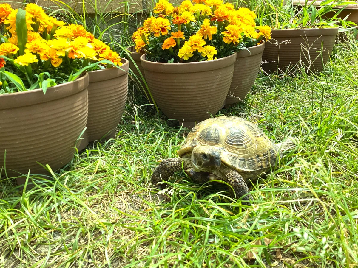 カメさん